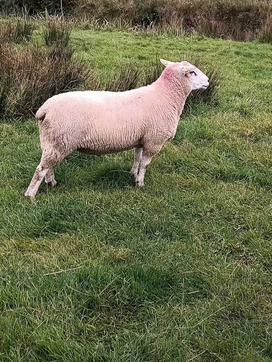 Belclare Hogget ram - Image 1