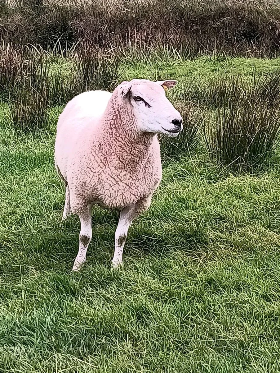 Belclare Hogget ram - Image 4