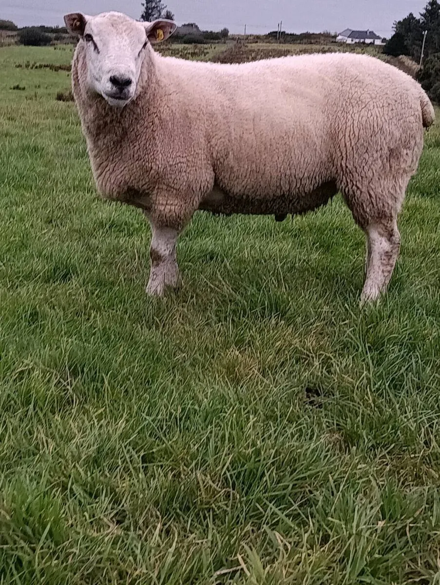 Belclare Hogget ram - Image 2