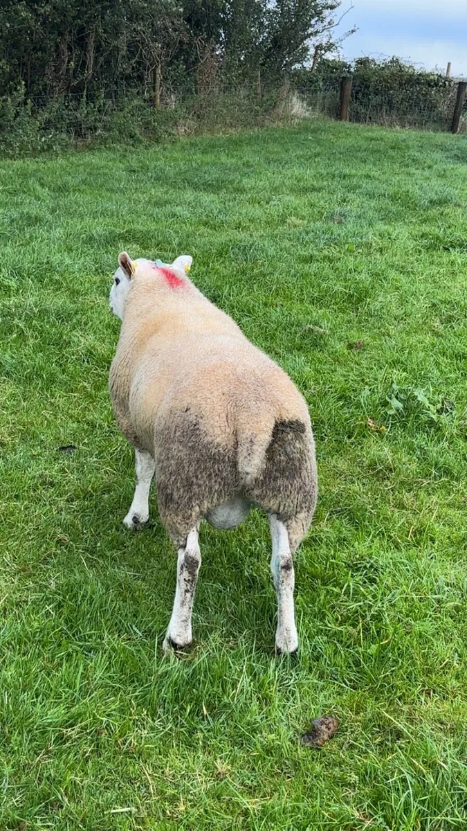 Texel hogget rams - Image 1