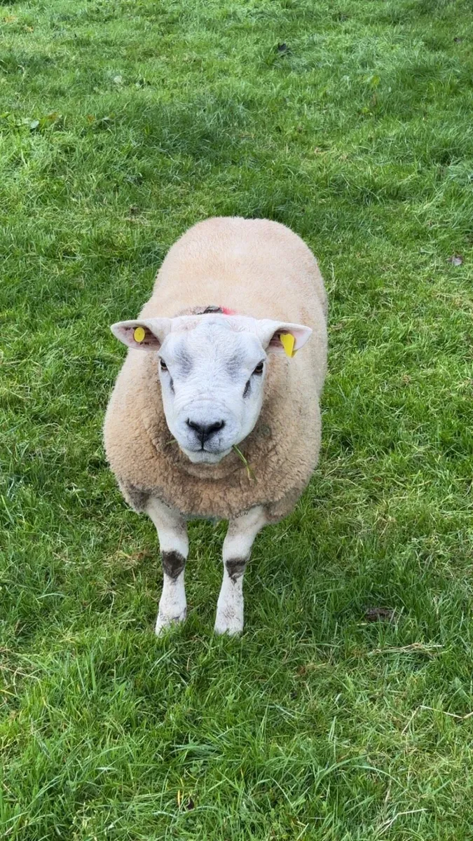 Texel hogget rams - Image 2