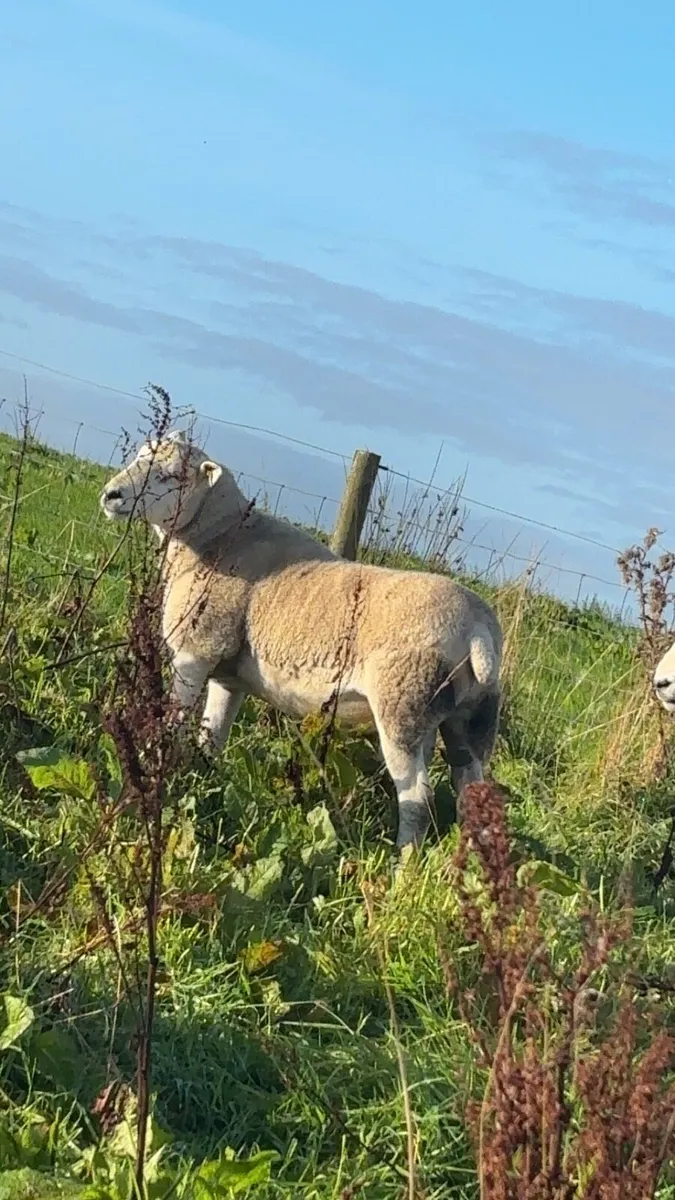 Texel hogget rams - Image 3