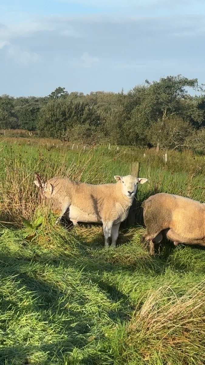 Texel hogget rams - Image 4