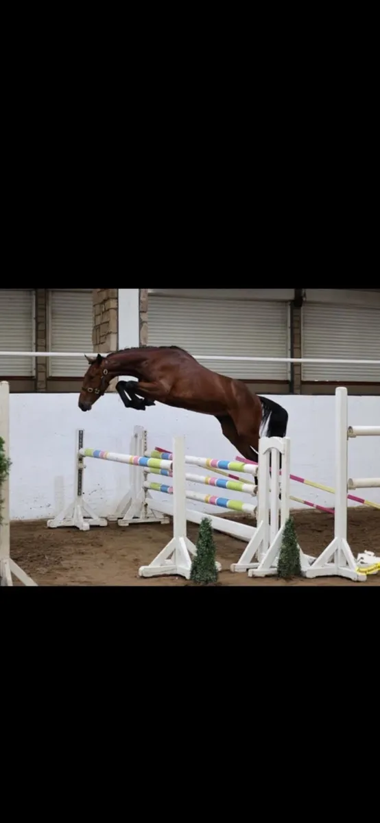 3 year old well bred Gelding - Image 3