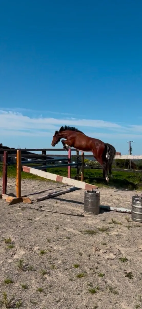 3 year old well bred Gelding - Image 1