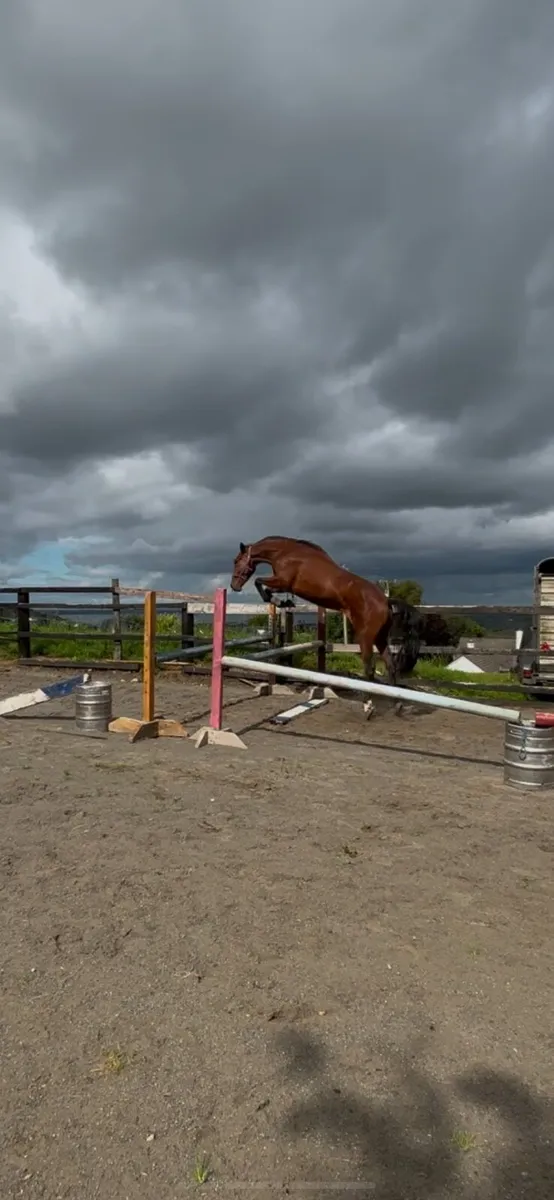 3 year old well bred Gelding - Image 4