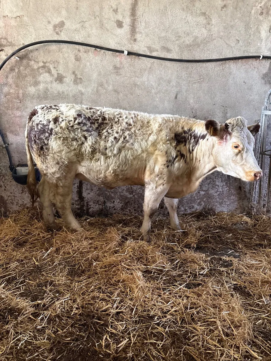 BBX/HEX Breeding Heifer For Sale - Image 2