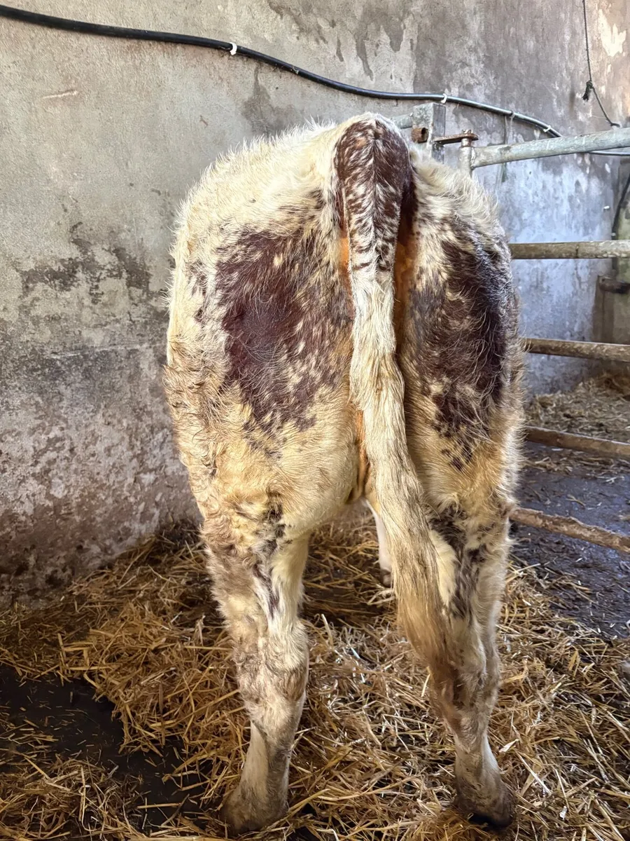 BBX/HEX Breeding Heifer For Sale - Image 3