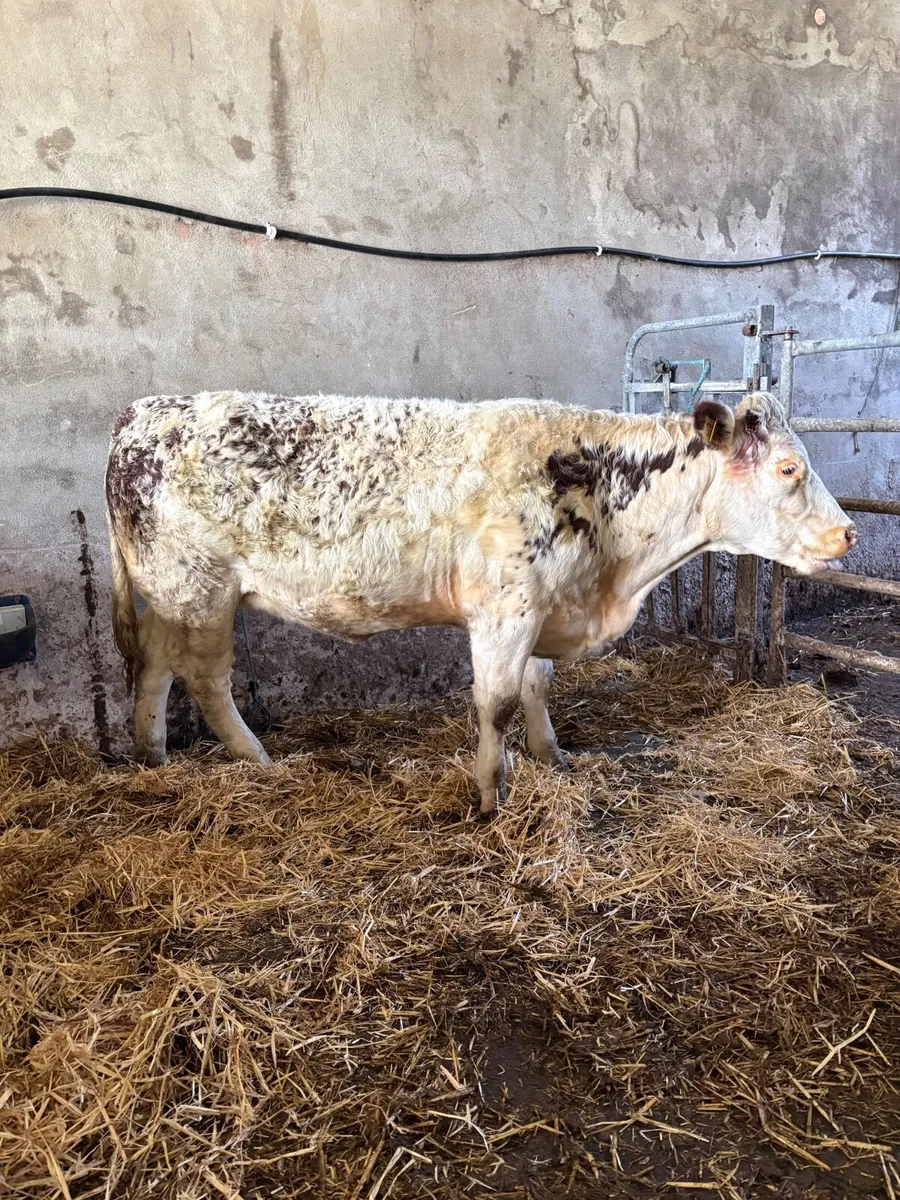 BBX/HEX Breeding Heifer For Sale - Image 1