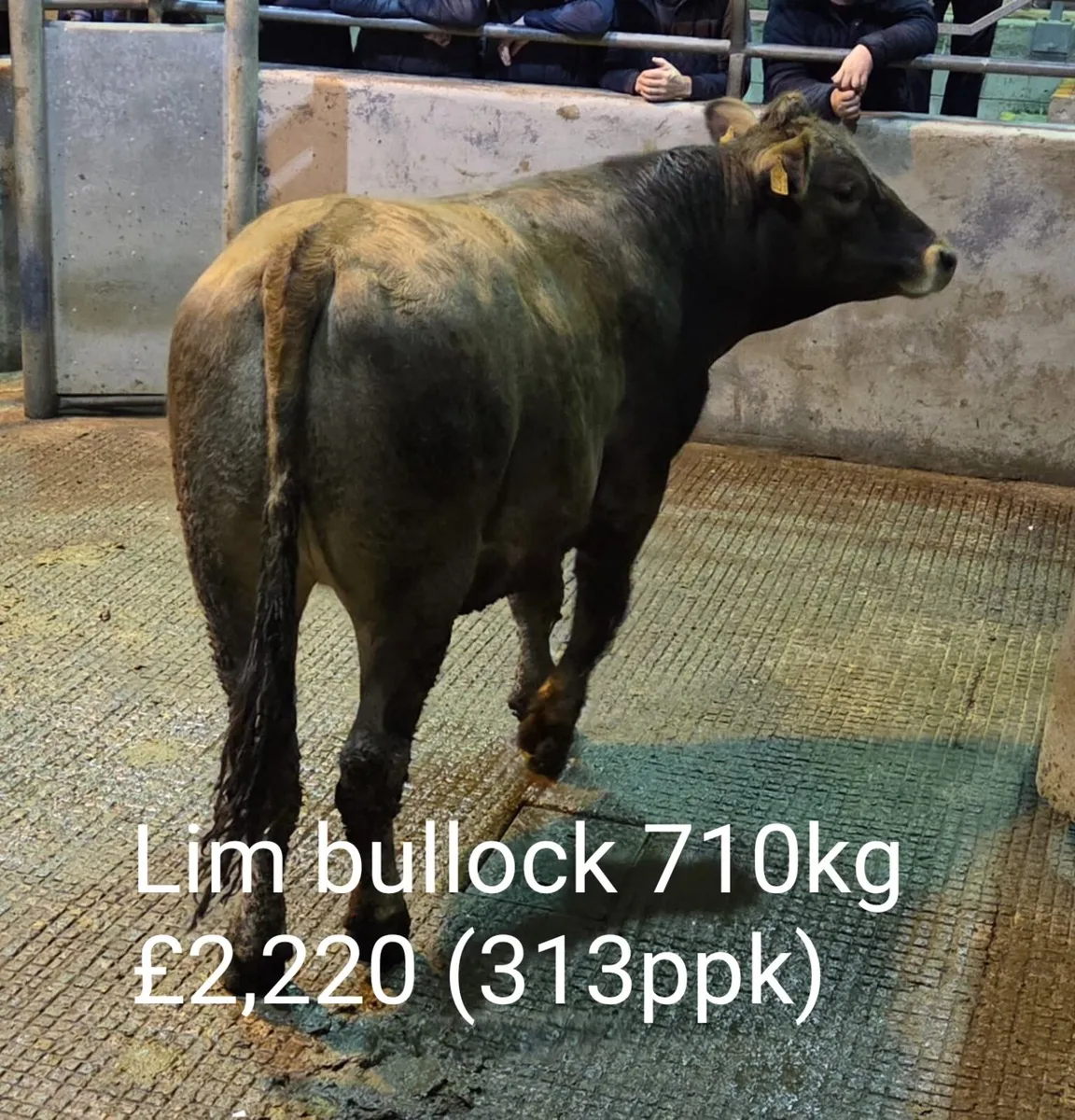 Weanlings, Store Cattle & Fat Cattle (B1) - Image 1