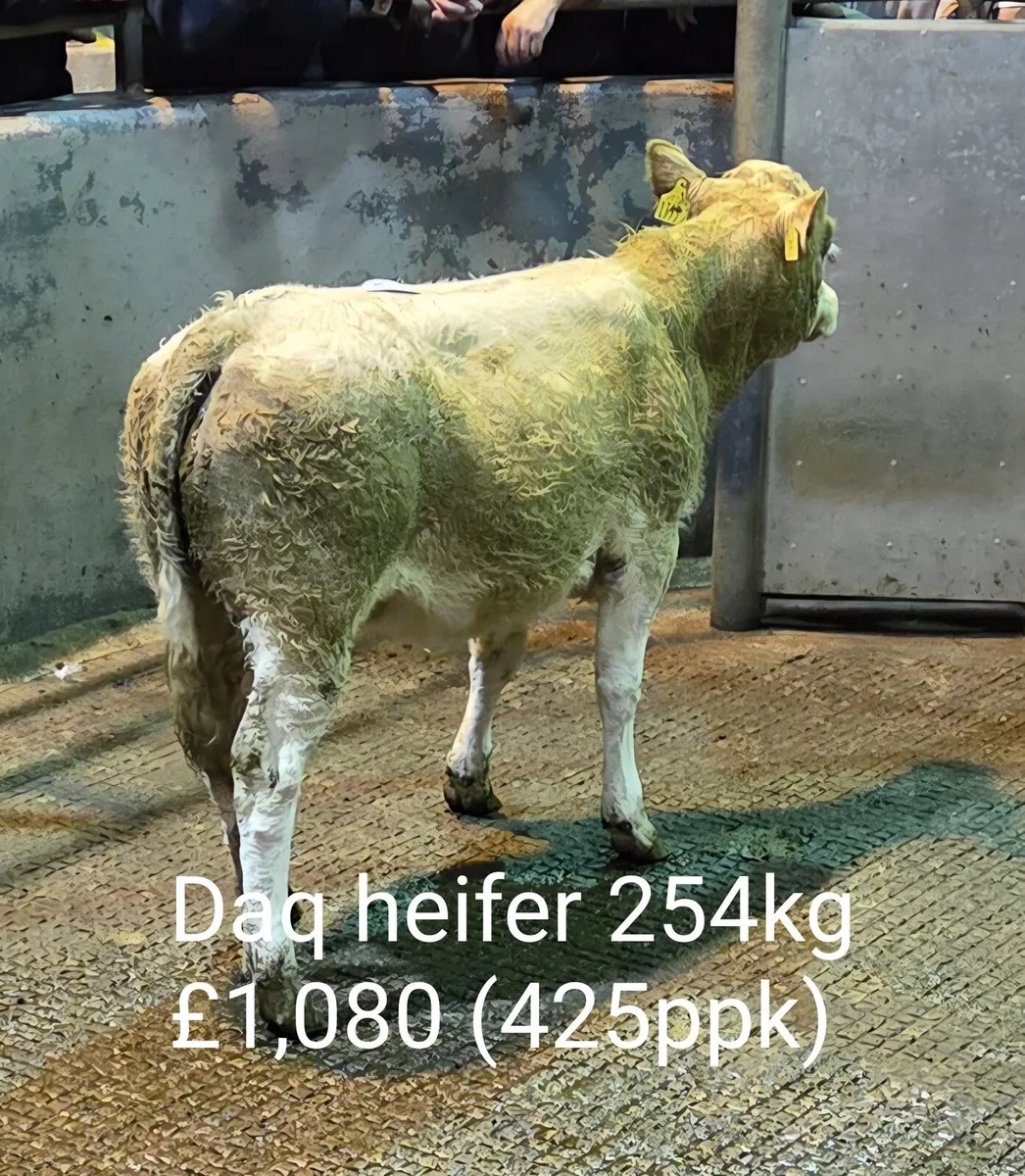 Weanlings, Store Cattle & Fat Cattle (B1) - Image 2