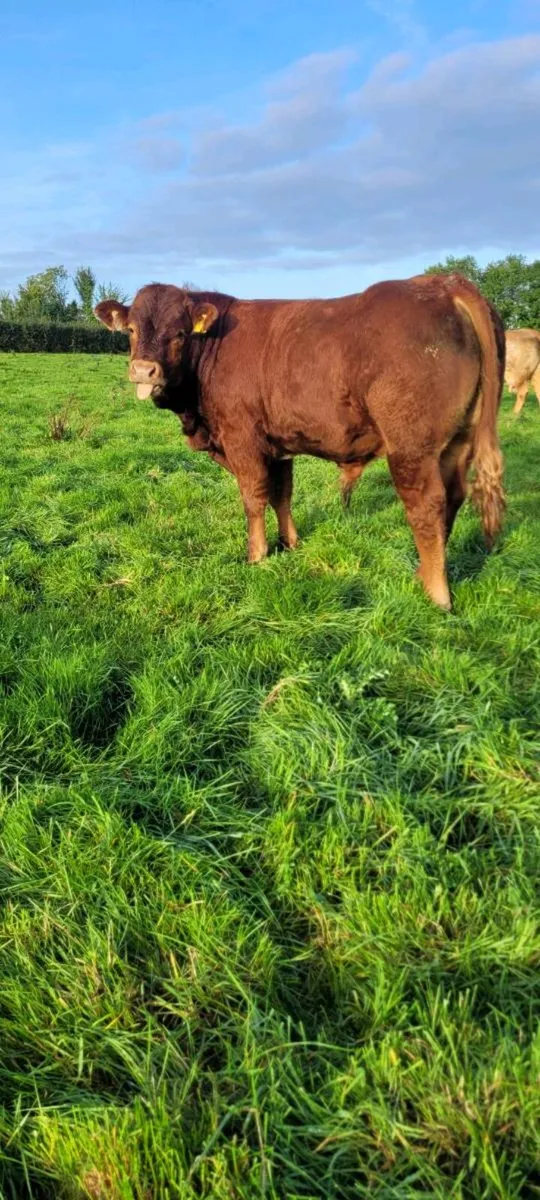 LIMOUSIN WEANLINGS Roscrea Mart - Image 3