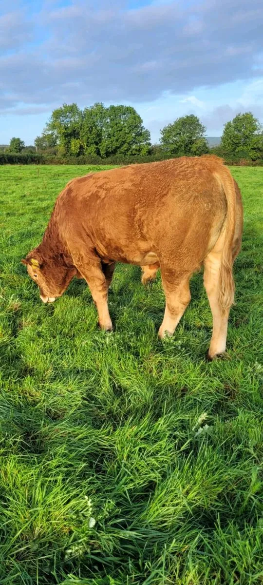 LIMOUSIN WEANLINGS Roscrea Mart - Image 4