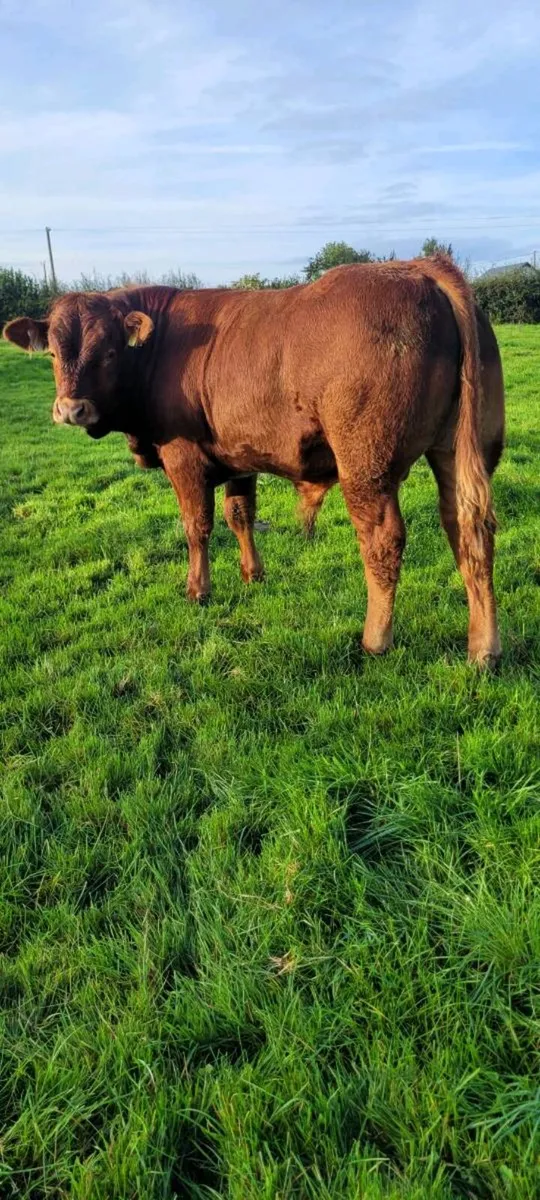 LIMOUSIN WEANLINGS Roscrea Mart - Image 1