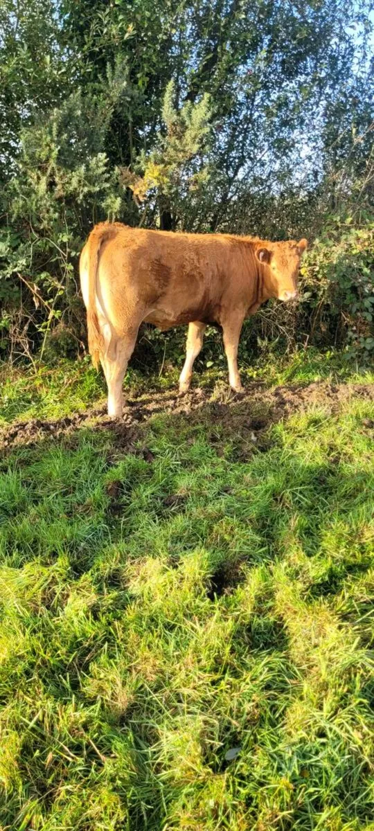 Roan colour heifer and limousin weanlings - Image 3