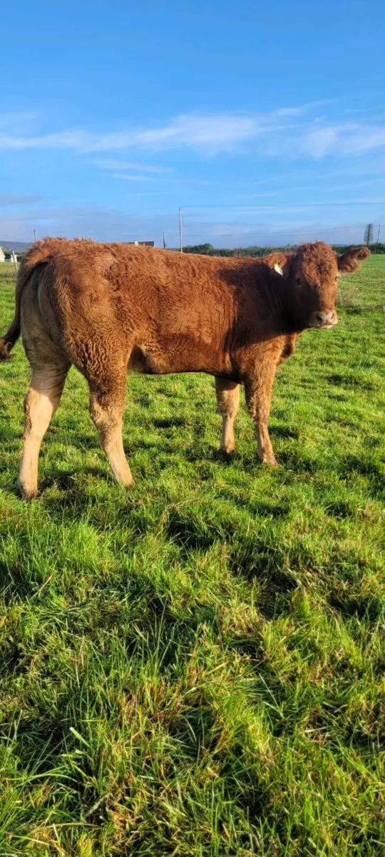 Roan colour heifer and limousin weanlings - Image 2