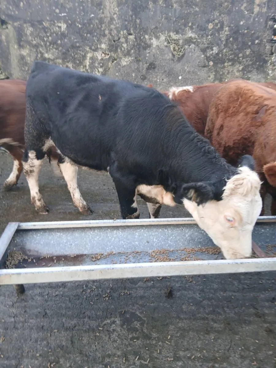 Weanlings - Image 1