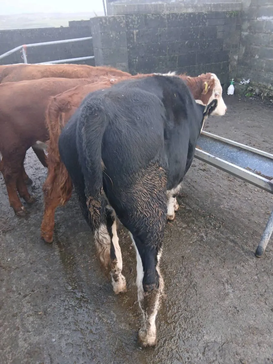 Weanlings - Image 2