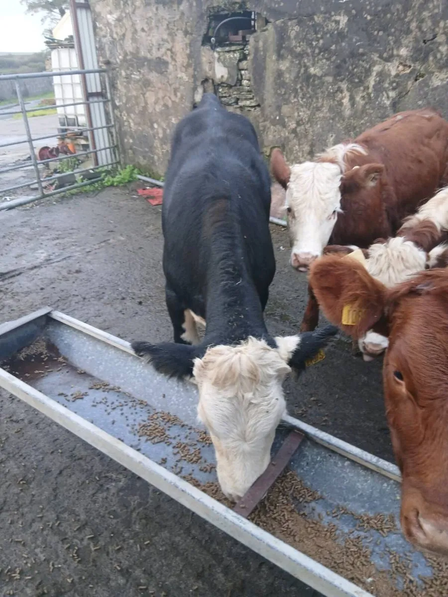 Weanlings - Image 3