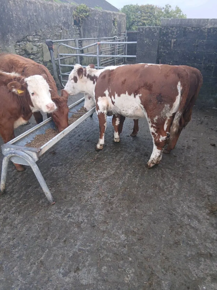 Weanlings - Image 4