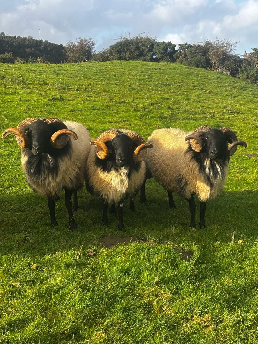 Mayo-Connemara Hogget Rams For Sale - Image 4
