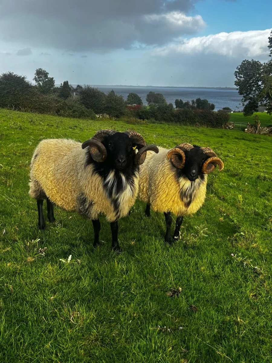 Mayo-Connemara Hogget Rams For Sale - Image 1