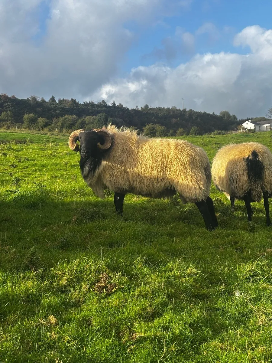 Mayo-Connemara Hogget Rams For Sale - Image 2