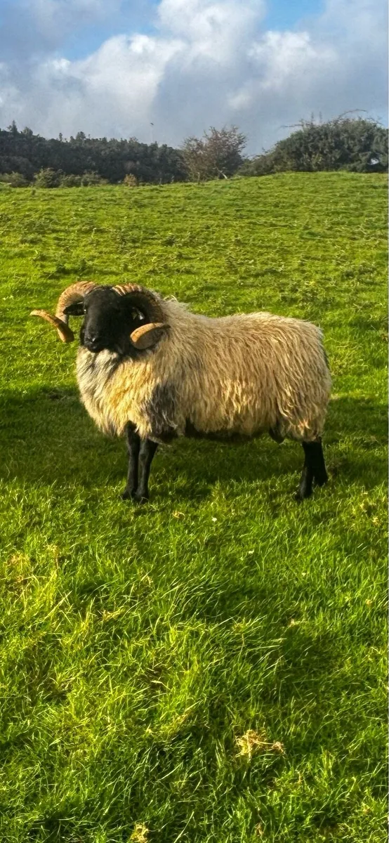 Mayo-Connemara Hogget Rams For Sale - Image 3