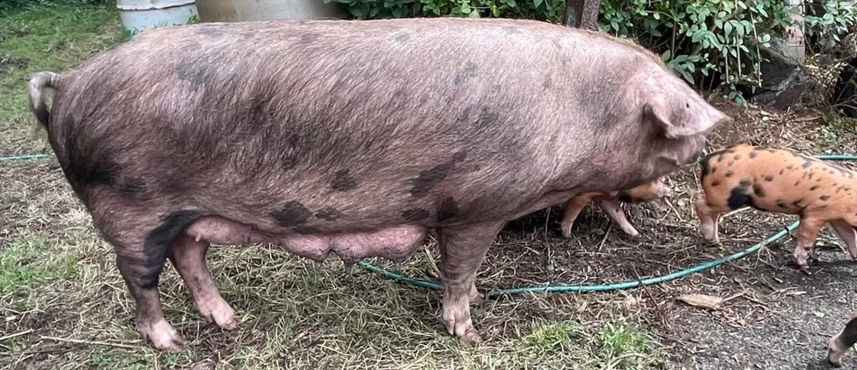 Oxford Sandy and Black in pig Sow - Image 1
