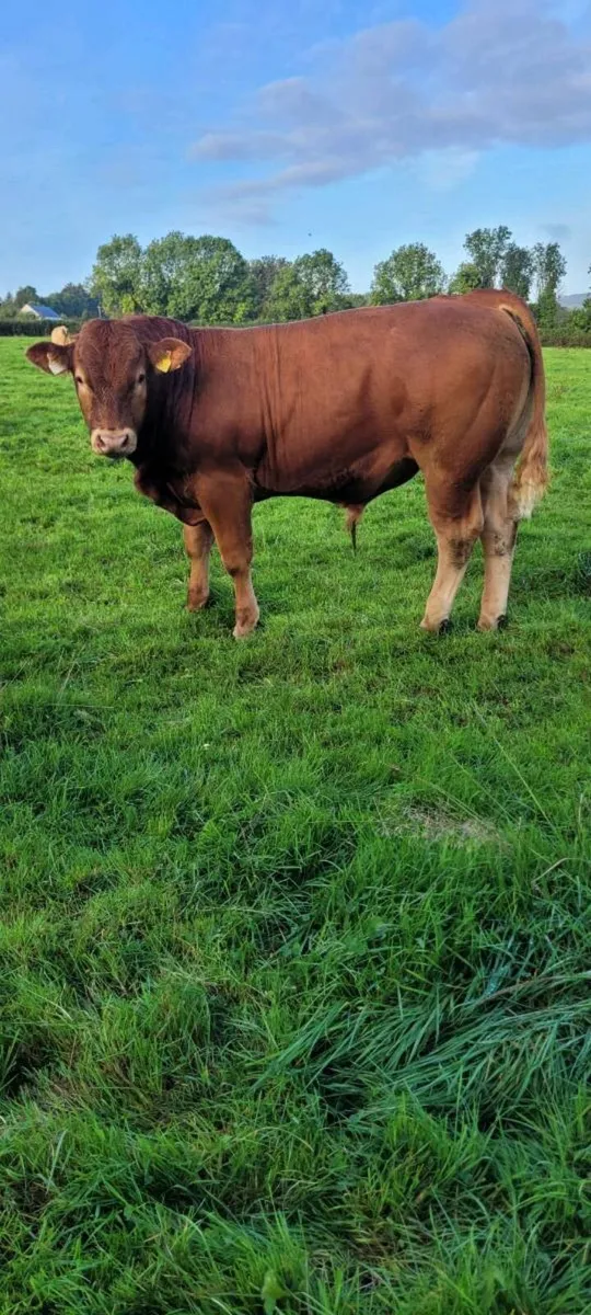 LIMOUSIN WEANLINGS Roscrea Mart - Image 2