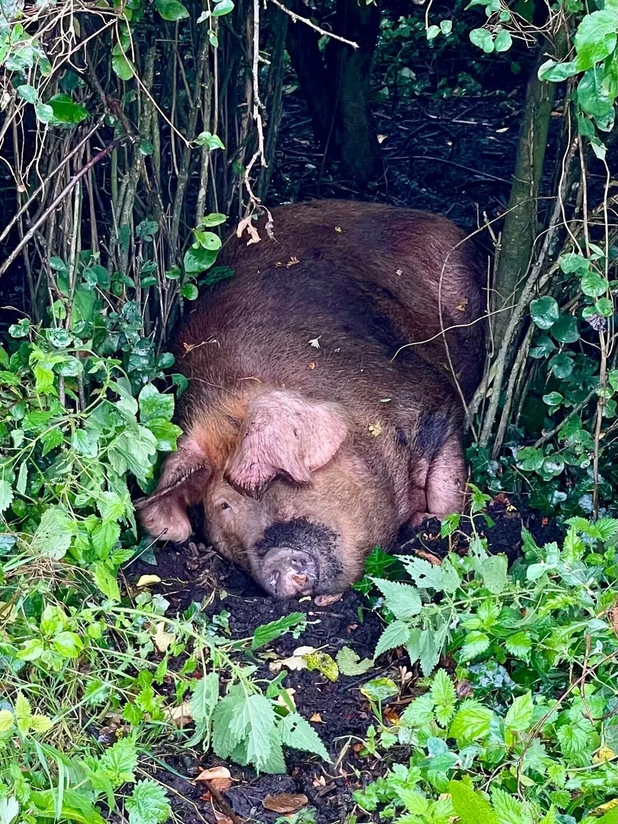 Oxford Sandy and Black in pig Sow - Image 2