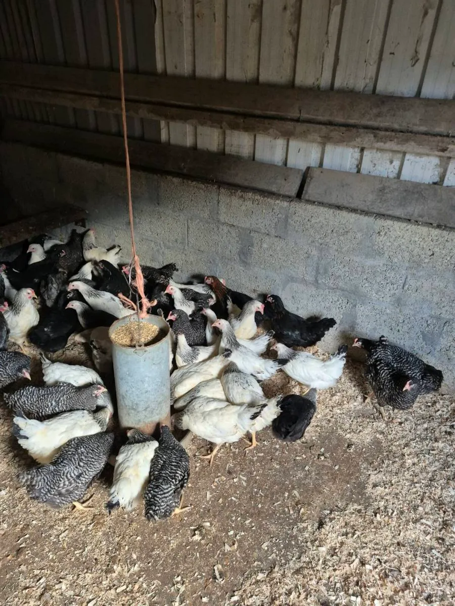 Laying. Hens and ducks  For Sale - Image 1