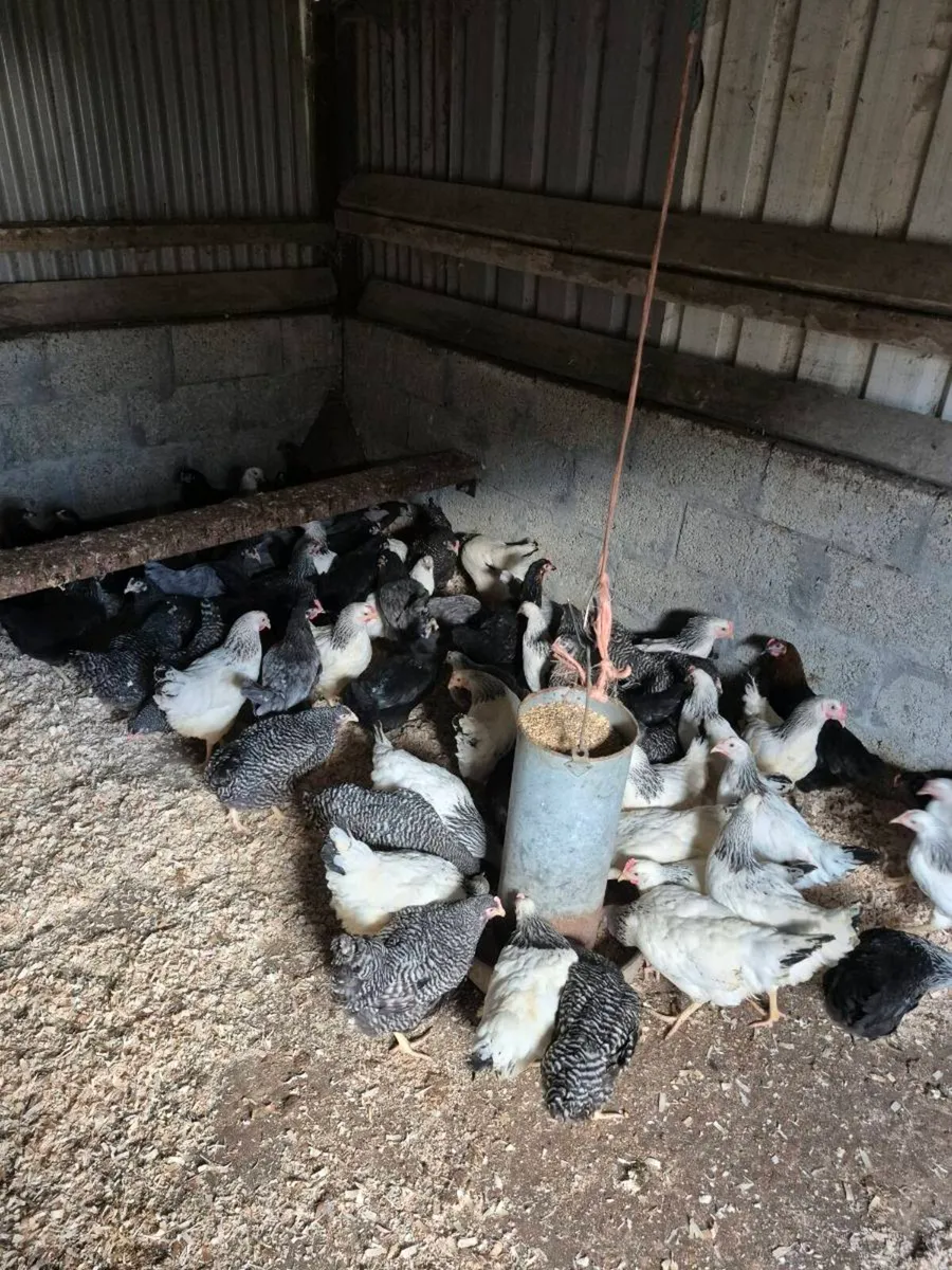 Laying. Hens and ducks  For Sale - Image 4