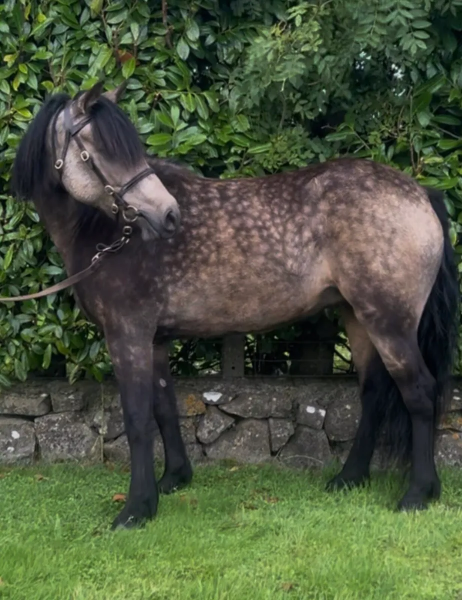 Lot 217 Clifden Sales Connie X - Image 3