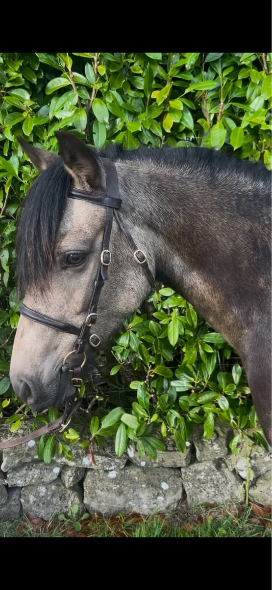Lot 217 Clifden Sales Connie X - Image 4