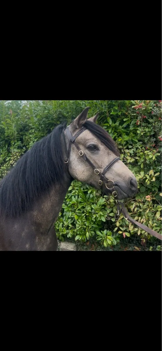Lot 217 Clifden Sales Connie X - Image 1