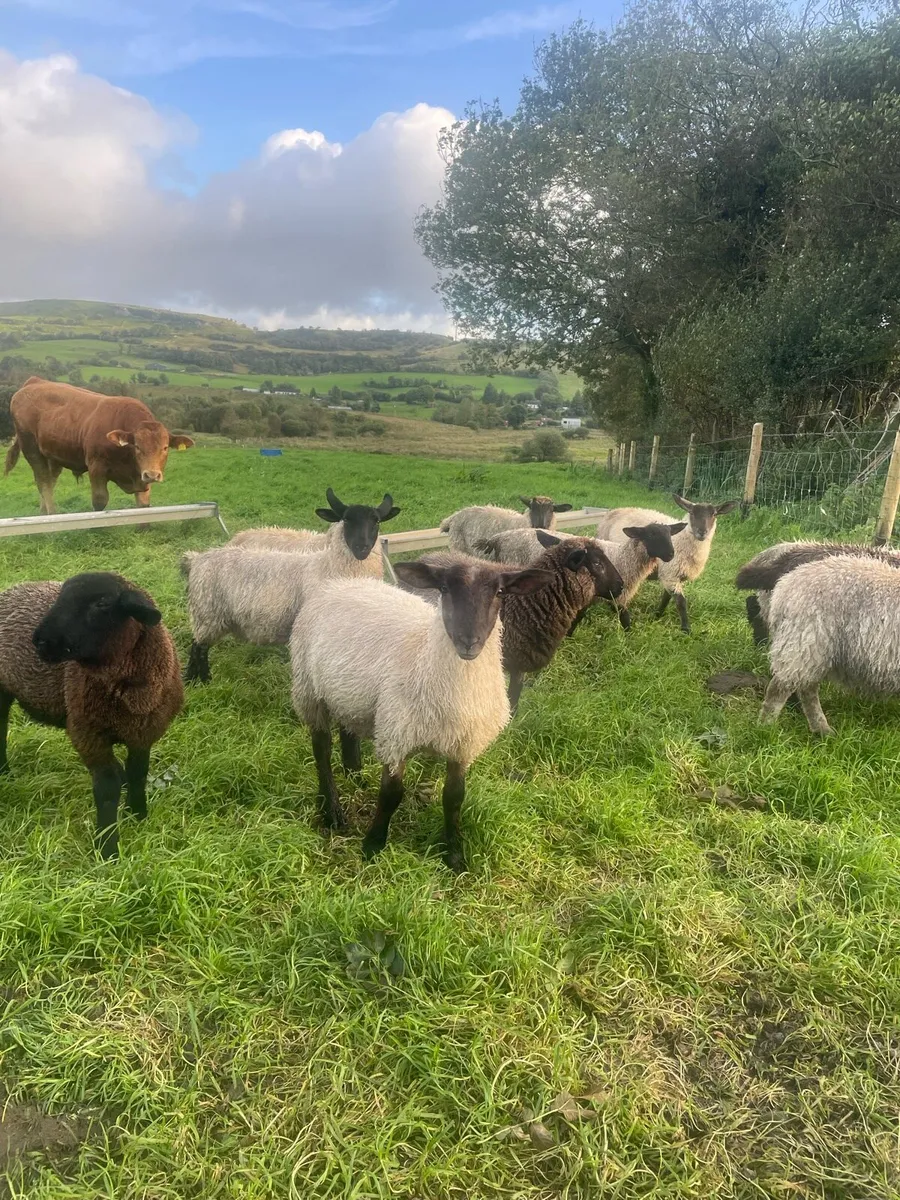 Ewe lambs - Image 1
