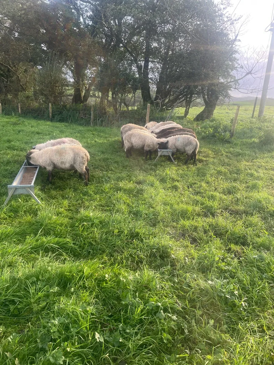 Ewe lambs - Image 2