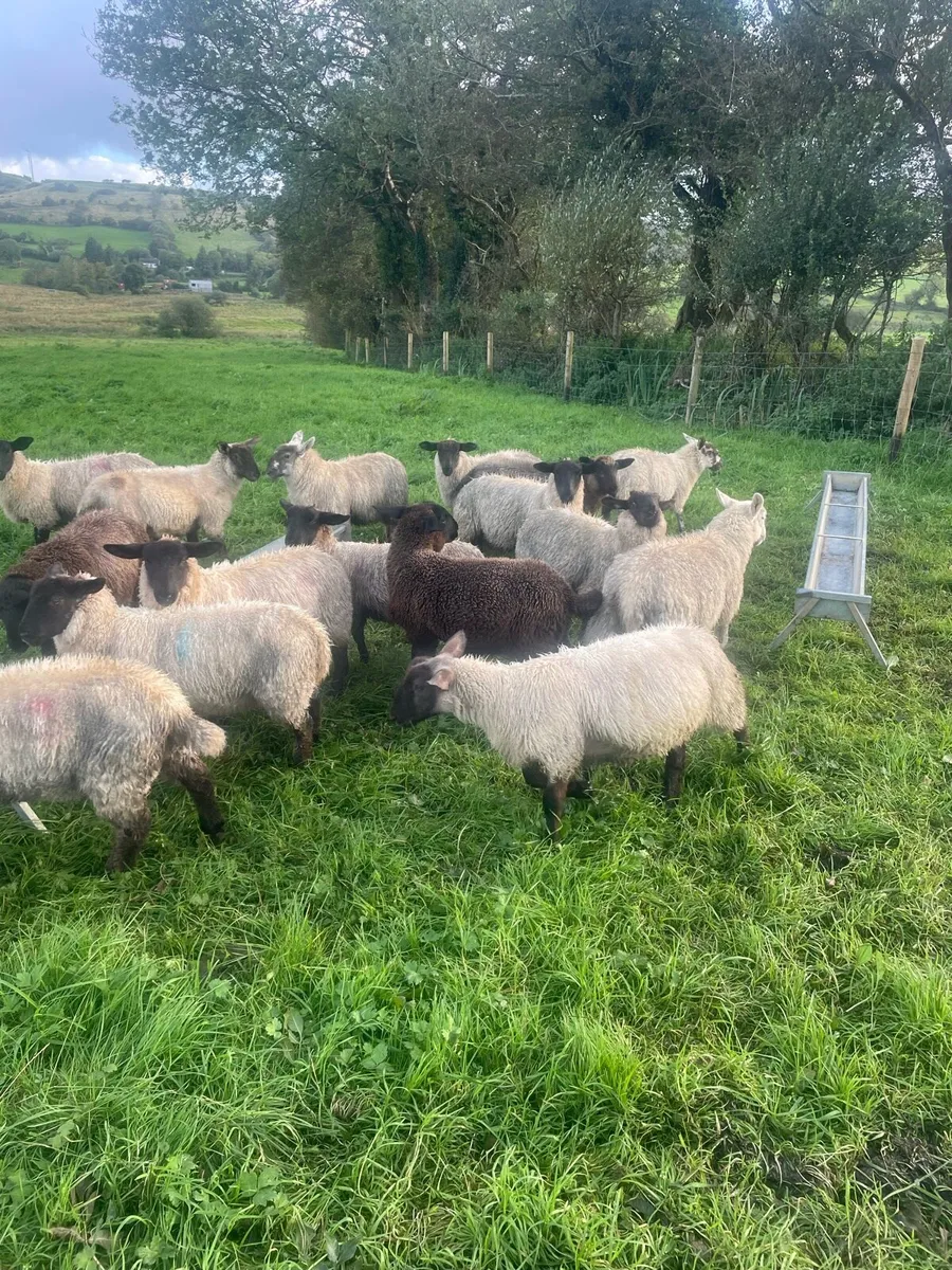 Ewe lambs - Image 3