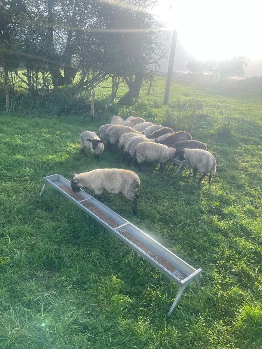 Ewe lambs - Image 4
