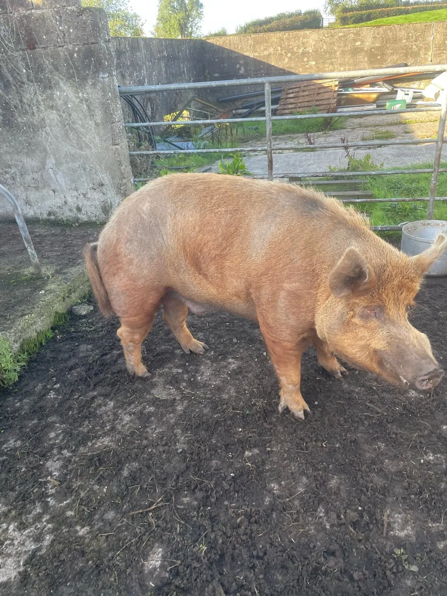 Pedigree Tamworth boar - Image 1