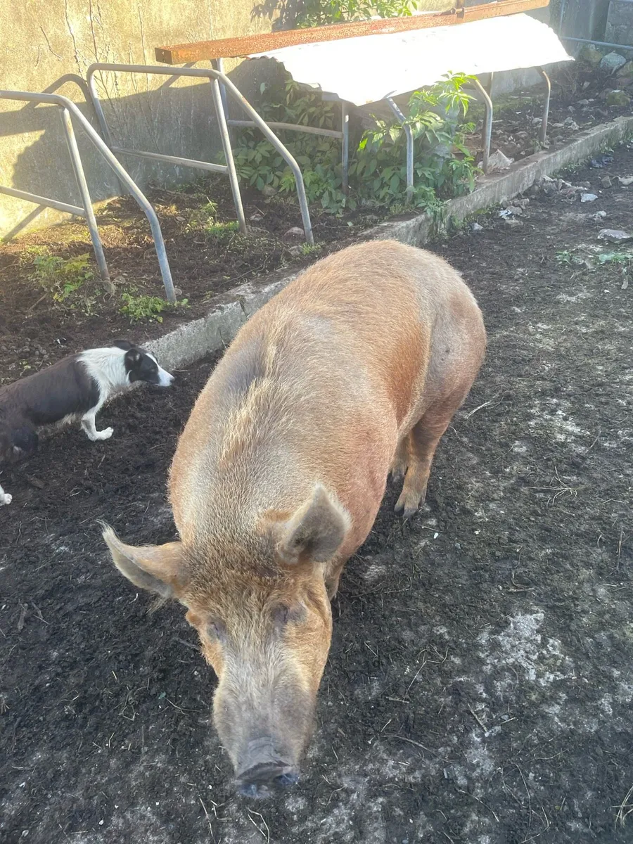Pedigree Tamworth boar - Image 3