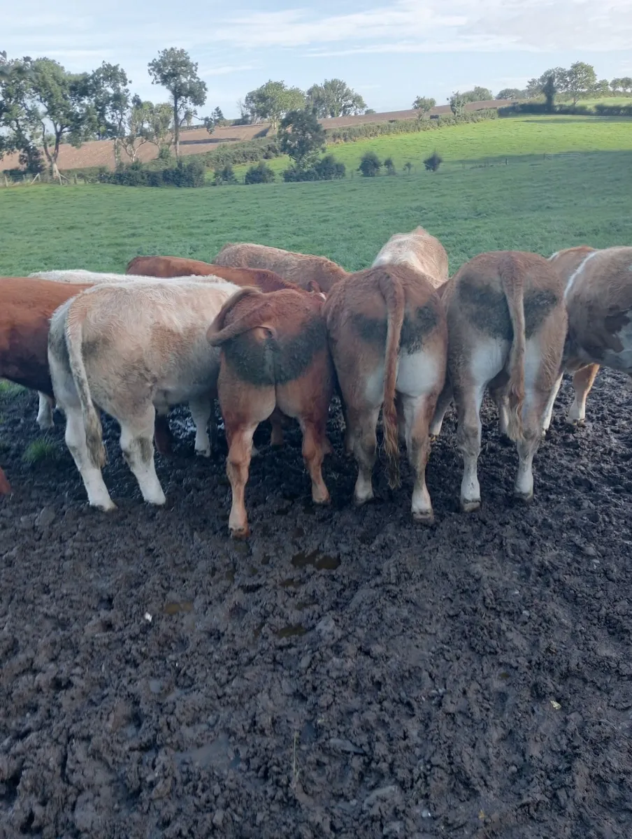 Beef cattle - Image 1