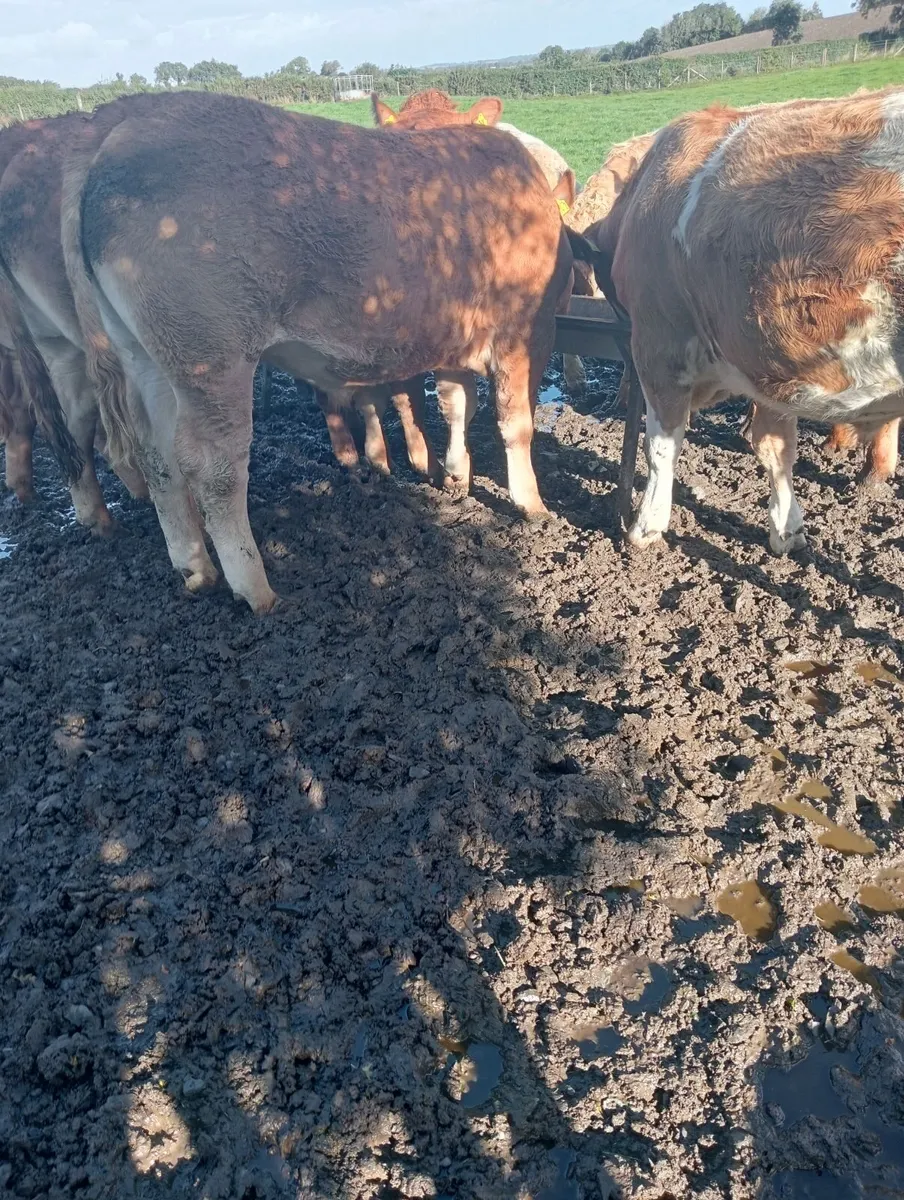 Beef cattle - Image 2
