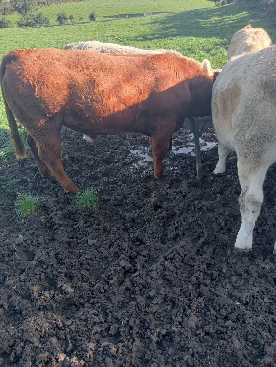Beef cattle - Image 3