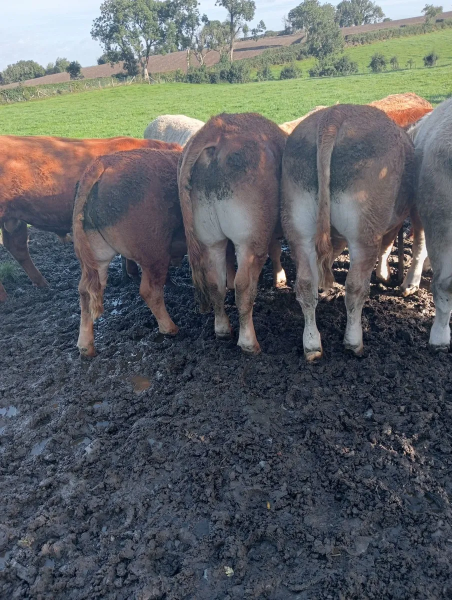 Beef cattle - Image 4