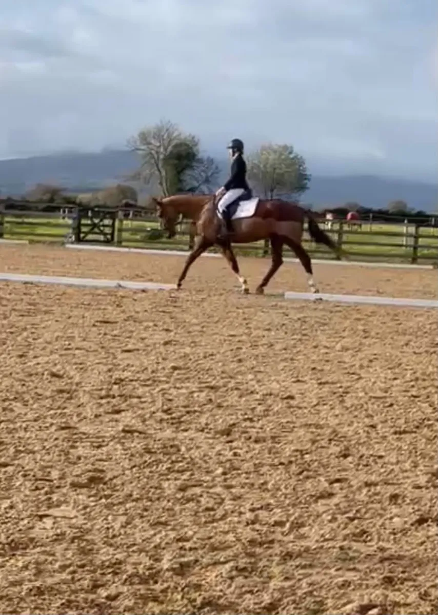 16.2 Irish Sport Horse - Image 4