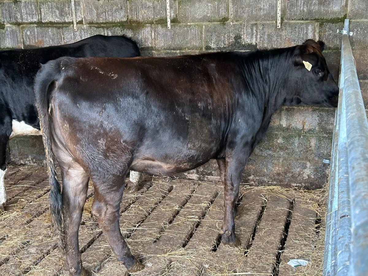 AA heifer - Image 2