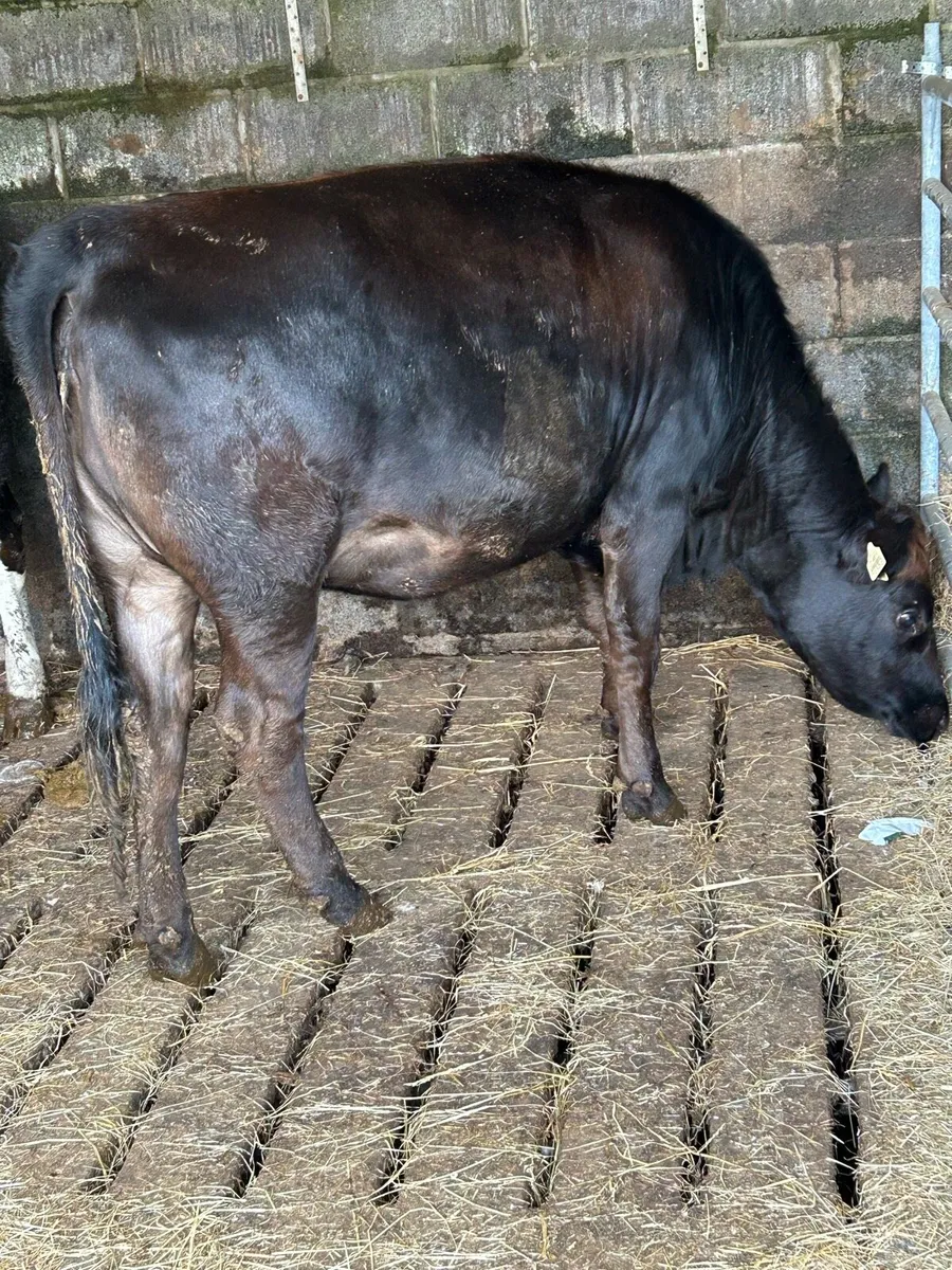 AA heifer - Image 1