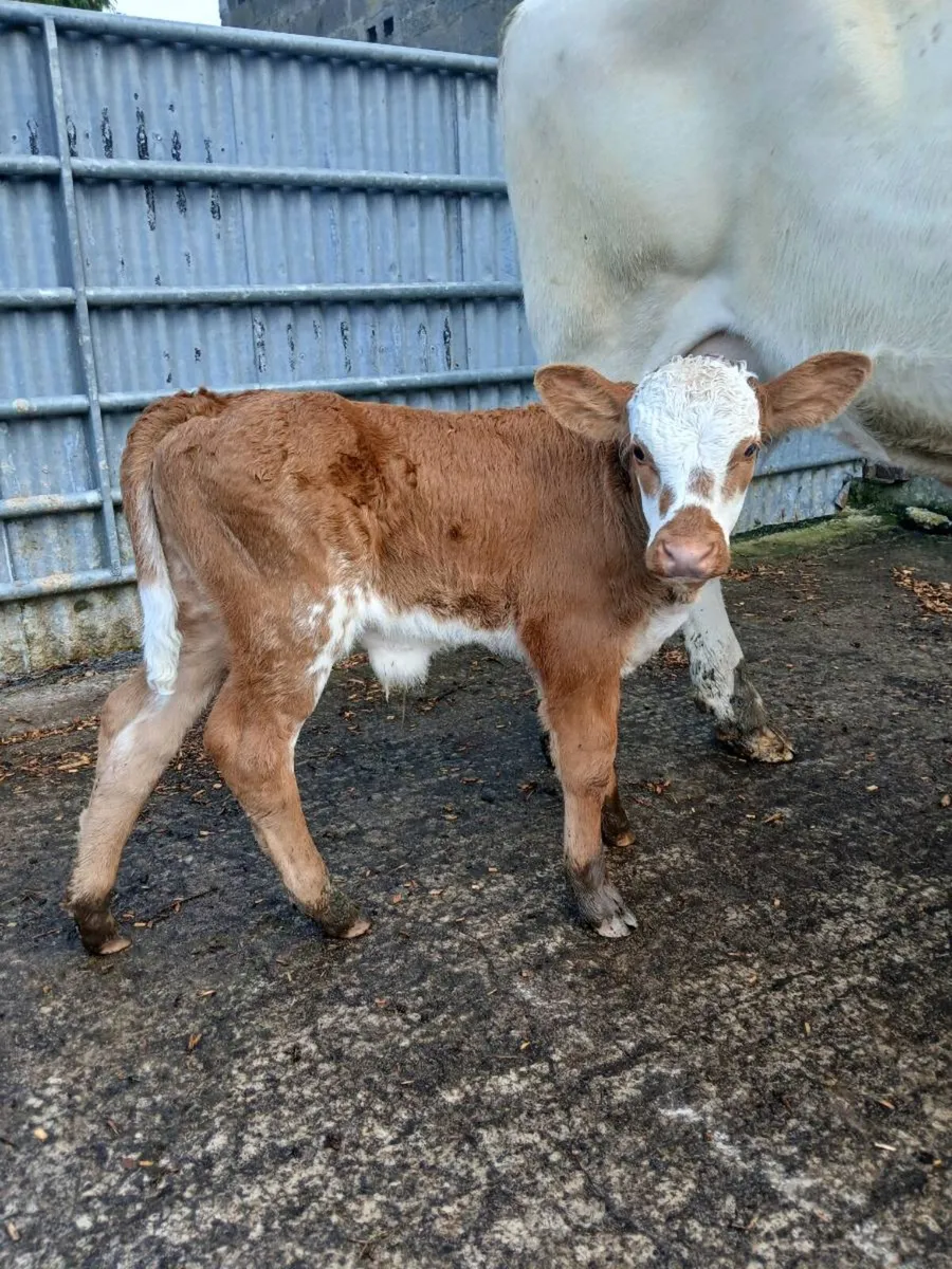 Suck calf - Image 1